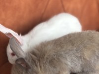 Cüce tavşan yavruları