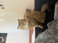 British Longhair Scottish Fold Karışımı