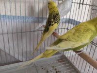 Muhabbet kuşu takım
