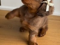 Premium Longhair Dachshund – Zarif Uzun Tüyleriyle