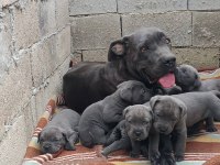 ORJİNAL CANE CORSO BEBEKLER