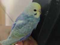 Rainbow muhabbet kuşu yavrular