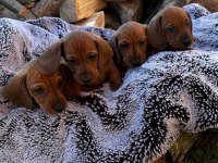 Ankaranın En Güzel Mini Dachshund Yavruları