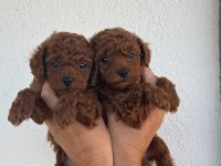 Özel Red Brown Mini Toy Poodle Yavruları