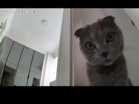 9 aylık scottish fold