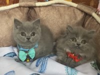 Ayı Suratlı Blue British Shorthair / Longhair 