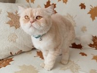 Persian chinchilla