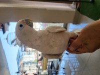 6 aylık bebek büyütmek isteyene