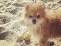 POMERANİAN BOO ERKEK 3 YAŞINDA