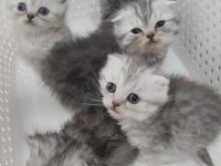 Harika show scottish fold yavrular
