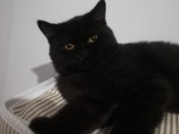 Sevimli bıdık british shorthair