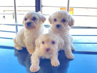 Ev doğumu maltese bebek köpeğimiz