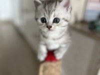 British shorthair kedim