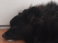 Yavru pomeranian nadir renkte