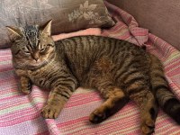 British Shorthair Kedimize Yuva Arıyoruz