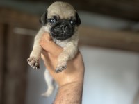 Kısa bacak pug sıfır burun İri kemik yapısı
