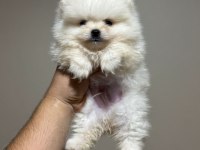 Kar Beyazı Pomeranian Bebekler