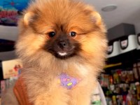 Minik pomeranian prenses