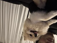 Pomeranian en küçük boy erkek