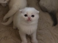 Dünya tatlıları scottish fold ballarım