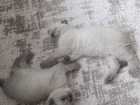 Güzel scottish fold bebeklerimiz sahiplenilmeye hazır