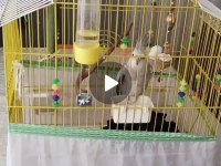 4 aylık wifi sultan papağanı kafesiyle birlikte erkek