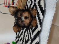 3 aylık dişi tea cup yorkshire terrier