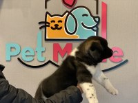 Petmode köpek çiftliğinden american Akita_inu