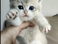 Safkan British Shorthair