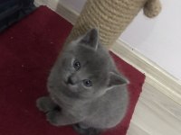 Russian blue dişi