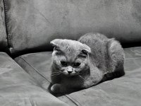 Ücretsiz Sahiplendirme Scottish Fold Dişi