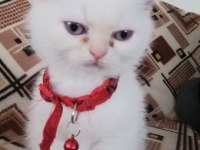 Ücretli sahiplendirme scottish fold blue point