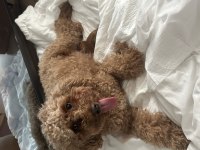 Yeni doğan toy poodle bebek surat yavrular