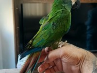 5 aylık bebek cüce macaw