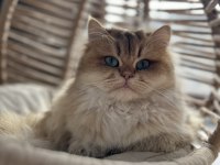 3 Yaşında British Longhair Ny11