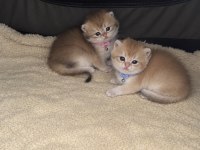 Anne Baba Şecereli Golden Bebek Kediler
