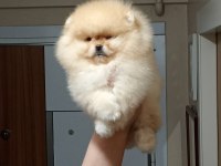 Üst kalite sıfır burun orijinal pomeranian boo