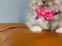 British shorthair yavru kediler