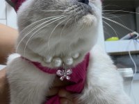 British shorthair sütlacımıza yuva arıyoruz