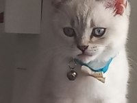 4 aylık british longhair tüm parazit aşıları yapıldı