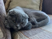 Sevimli bir scottish fold kız