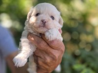 Kar topu bebek köpekler