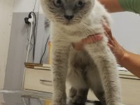 Kedimiz Tatlı Kızımız