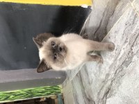 British Shorthair Bluepoint dişi 2,5 yaşında