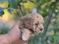 Toy poodle yavrumuz çok tatlıdır