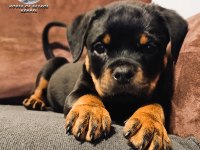 A şecereye sahip Rottweiler yavrular