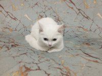 Beyaz British shorthair