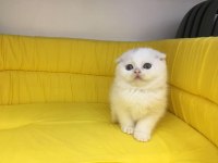 beyaz scottish fold yavrumuz