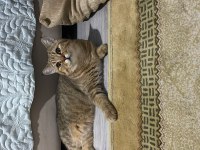 Erkek kedi sahiplendirme british shorthair