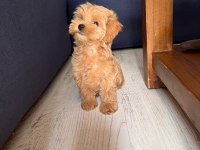 Sıfır numara KORE maltipoo